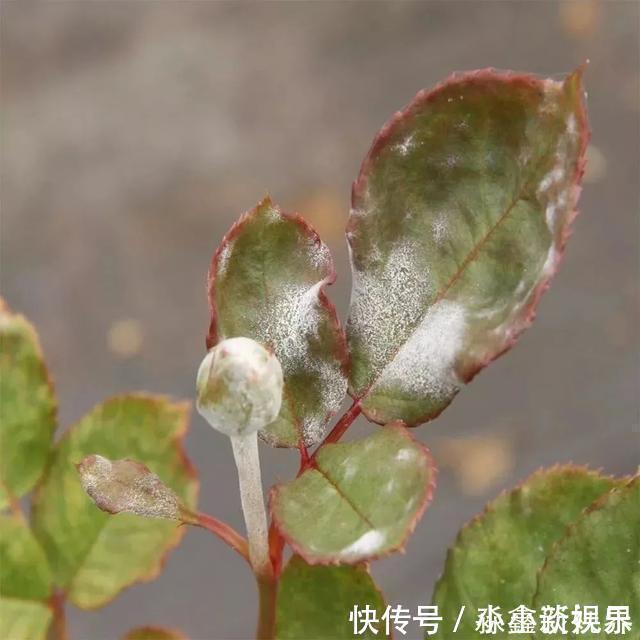 黑斑病|养花时很容易出现的6种病虫害，蚜虫、介壳虫和红蜘蛛都要可清除