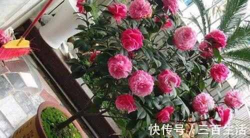 大花|开春了，给茶花喂勺黑绿水，浇几次后猛长新芽，大花一朵接一朵！