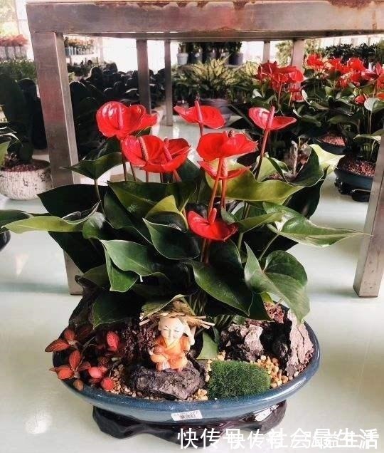 长春花|5种花,开花时间超长,养一盆一整年都开花!