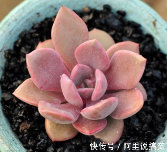 技巧|精挑细选32种多肉植物，1分钟掌握养护技巧，非常实用