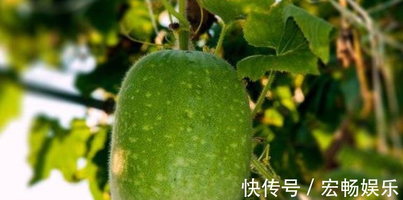 补血|很常见的3种蔬菜,女人可常吃,补血养颜,排毒抗衰