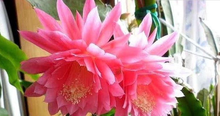 漂亮又好养的4种花，越养越旺，随便养都开花不断，开花一簇簇！