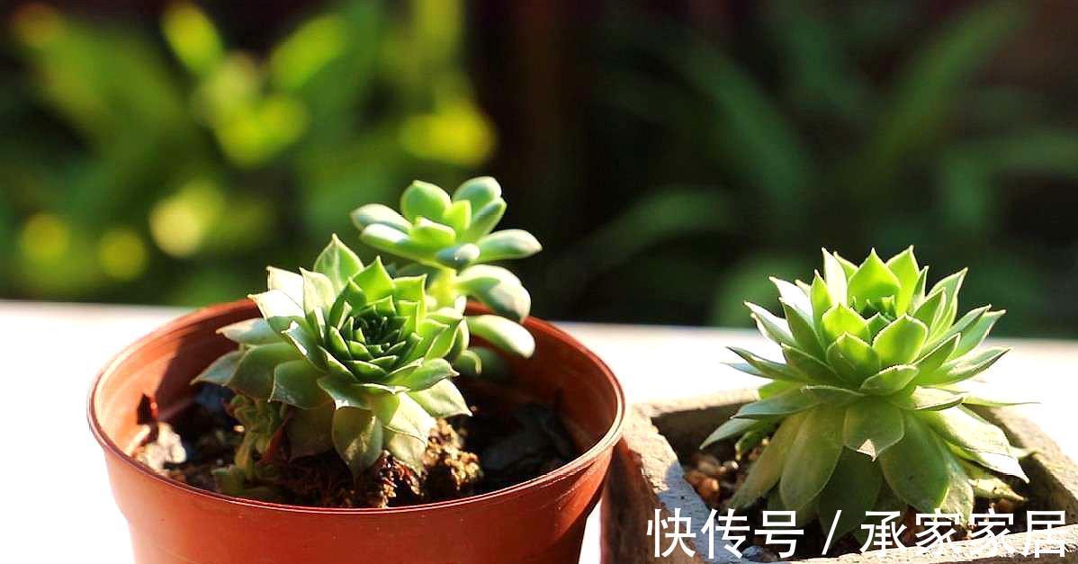 养多肉，秋季生长旺盛期，该怎么补水增肥？用这4样