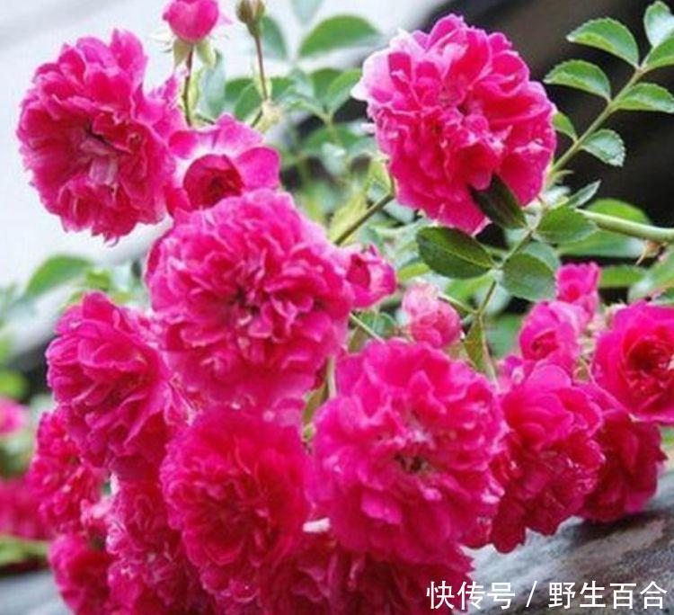 高颜值“网红花”，一盆三十块，花色鲜艳，适合种在庭院观赏