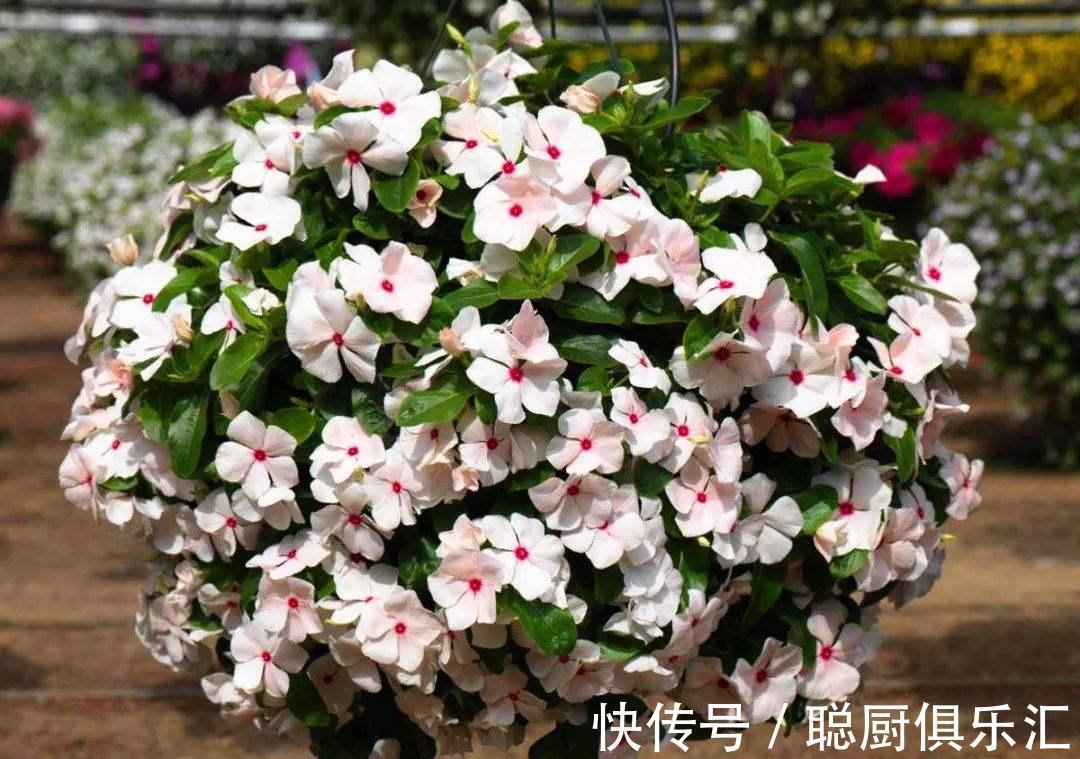 此种开花劳模,一开300天,不知疲倦