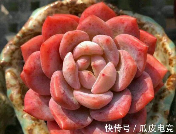 养多肉植物,注意三细节,轻松养成小胖墩,邻居看来都羡慕