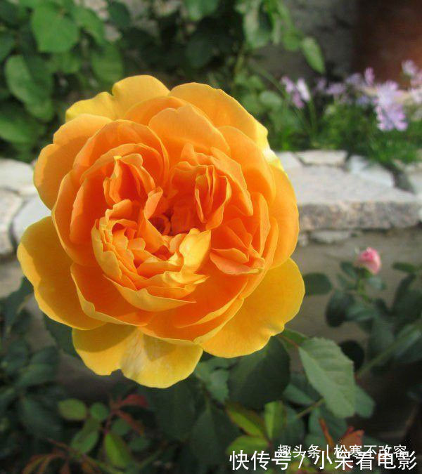 想要一个小花园，不妨在阳台种植这四款花，太阳晒晒成花海