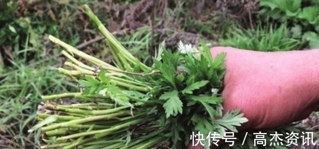 我们来了|遇见“它”,请您少摘点,因为价值珍贵,且用处大