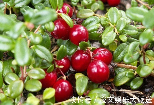 蔓越莓|会食的人最长寿，推荐食这三种食物，滋润皮肤，清理体内毒素