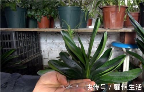 君子兰开花的关键在养根,做好这5点,让你开花不断