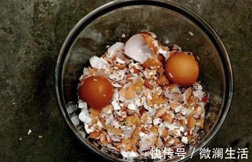 自从学会用蛋壳养花后,家里再没掏过一分钱买肥料