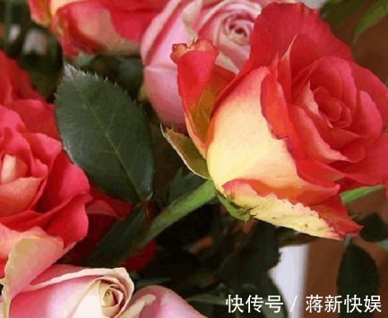 新手养花,不如养盆花中精品“彩纸口红”,花开如唇彩,清新秀丽