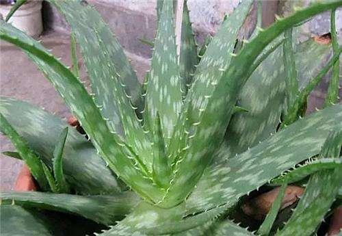 夏天养芦荟,浇水很重要,正确的浇水方法能避免芦荟黑腐化水