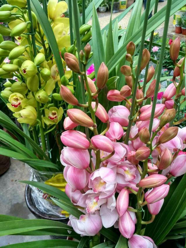 兰花浇水有“3看”，一个不小心，叶子全黄啦。