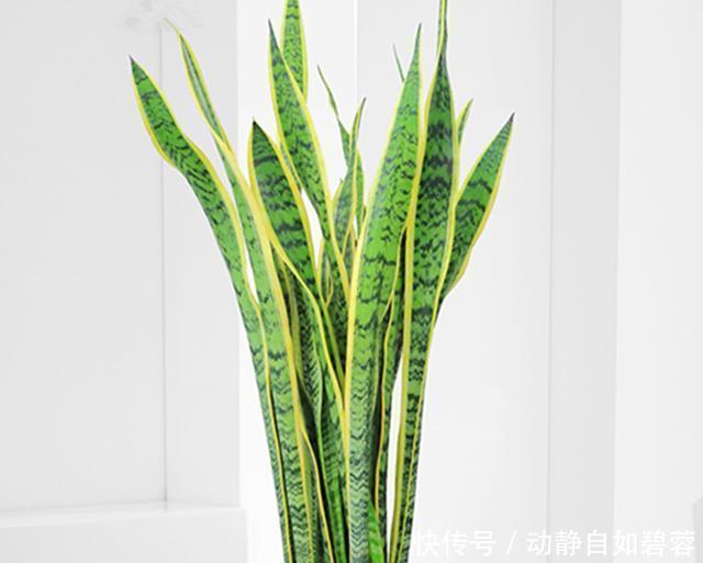 给虎皮兰和君子兰加点零食,比施肥长得好,常年长势茂盛