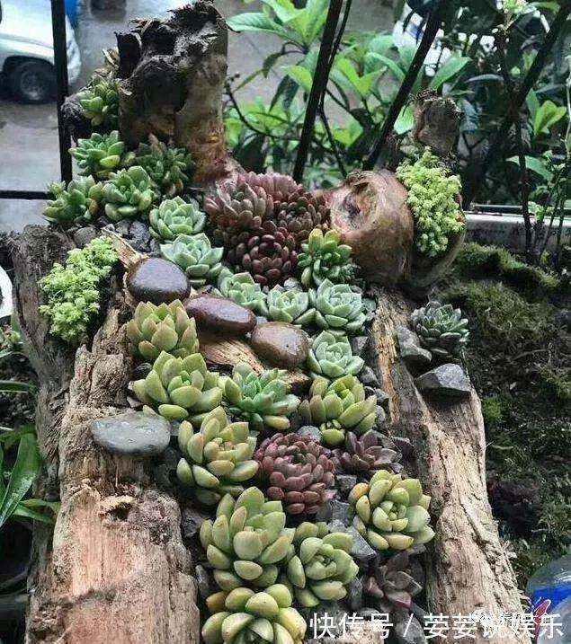 养护|周末回趟老家，捡了这些“老物件”养花，一瞬间高档、文艺