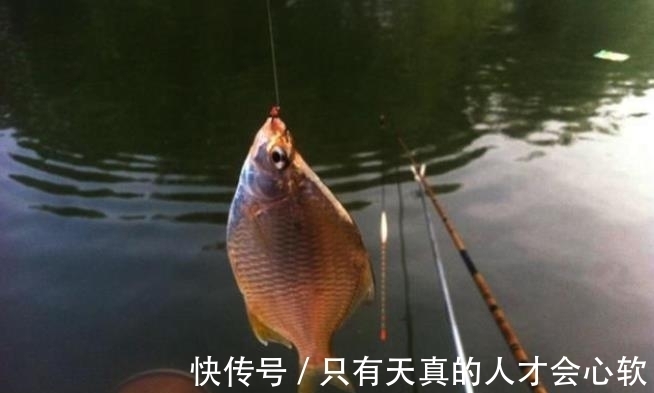 夏季|夏季雨天难钓鱼?没料到我只用了3招,鲫鲤鱼上个不停