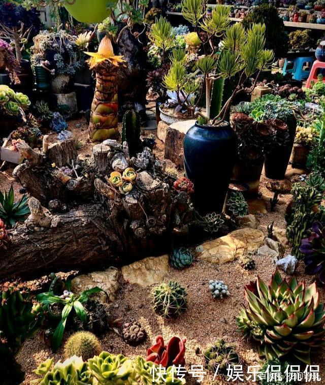 他痴迷养多肉,将500多盆多肉养出“高级感”,大家都夸美如仙境