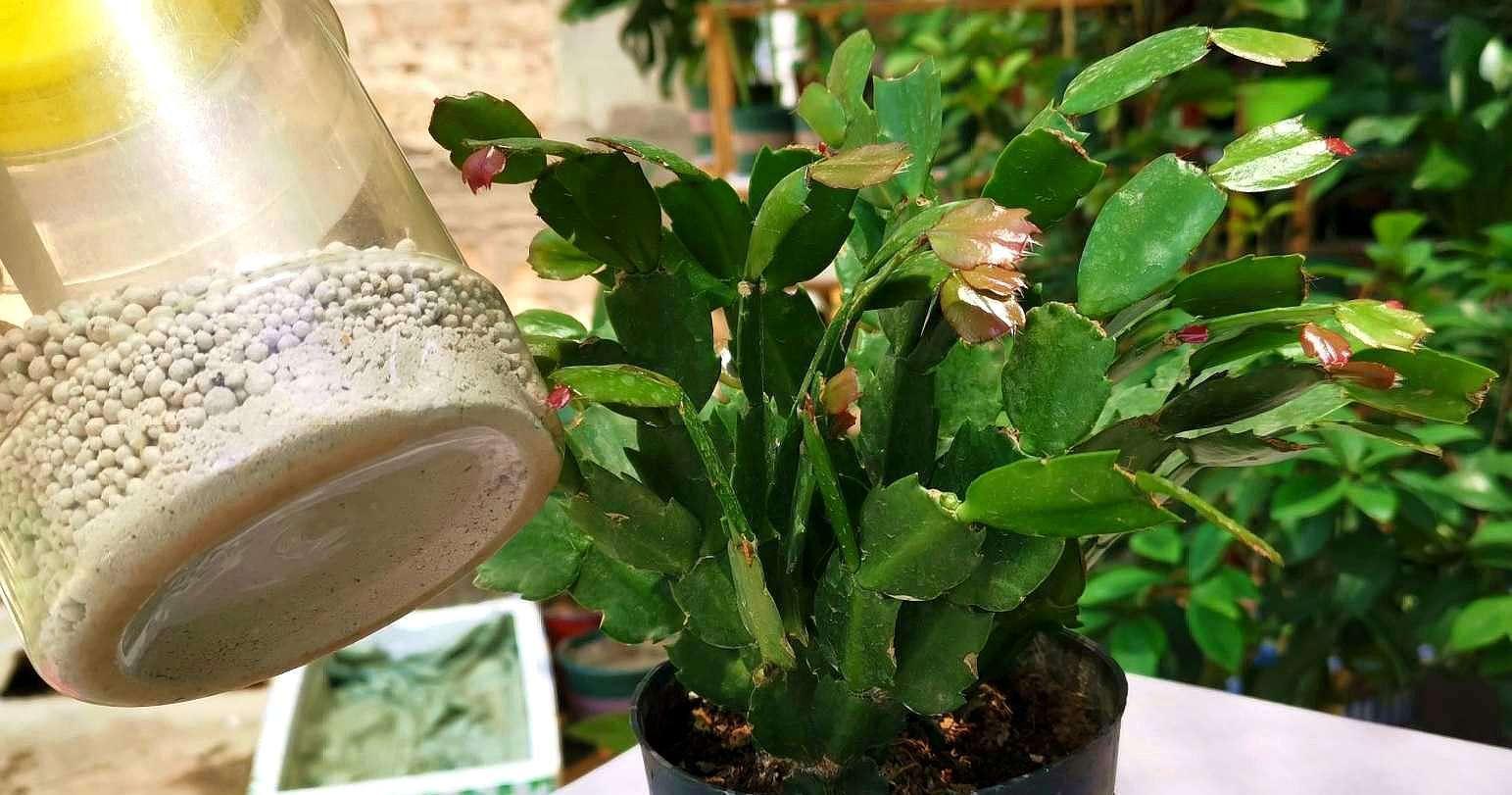 冷天,蟹爪兰有5怕,避开才能长满“钢片叶”,一年比一年开花多