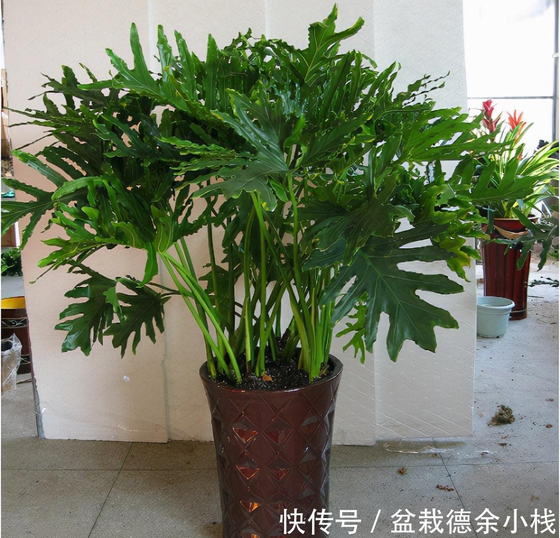 公认好养的“健康花”,建议至少养一盆,个个都是“净化小能手”