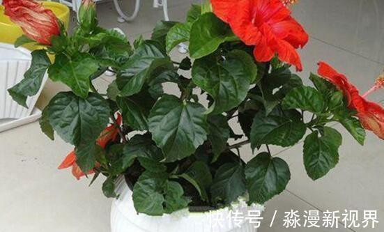 阳台|阳台养盆“扶桑花”,注意4个方面,长成“小树”,四季花开不败