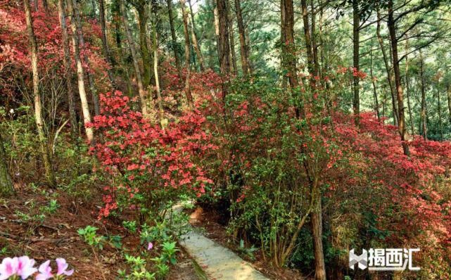 龙山杜鹃怒放，赏花正当时，点缀揭西的绿水青山