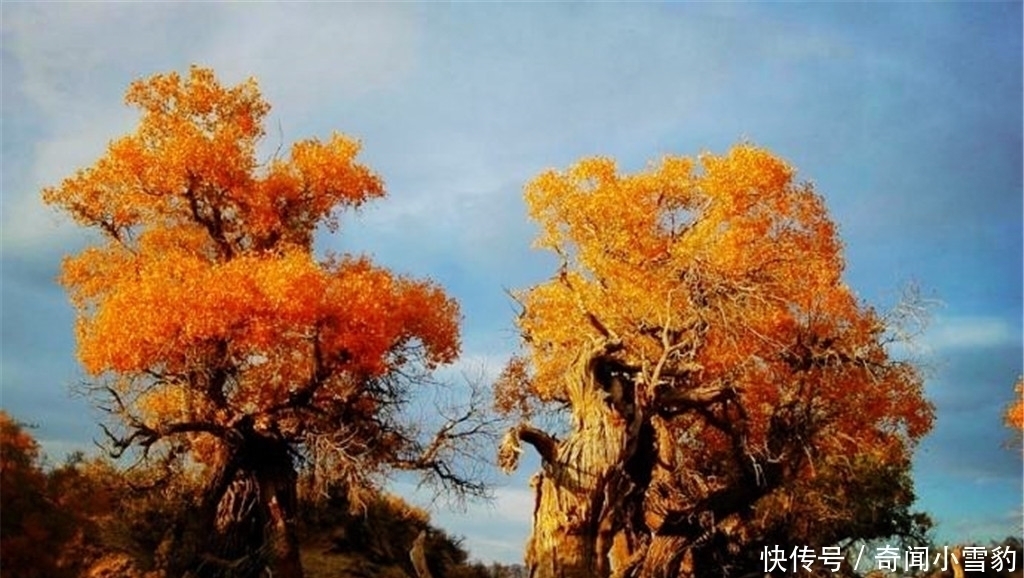 胡杨|塔克拉玛干沙漠有种会装死的树,一遇到水就起死回生,世界罕见