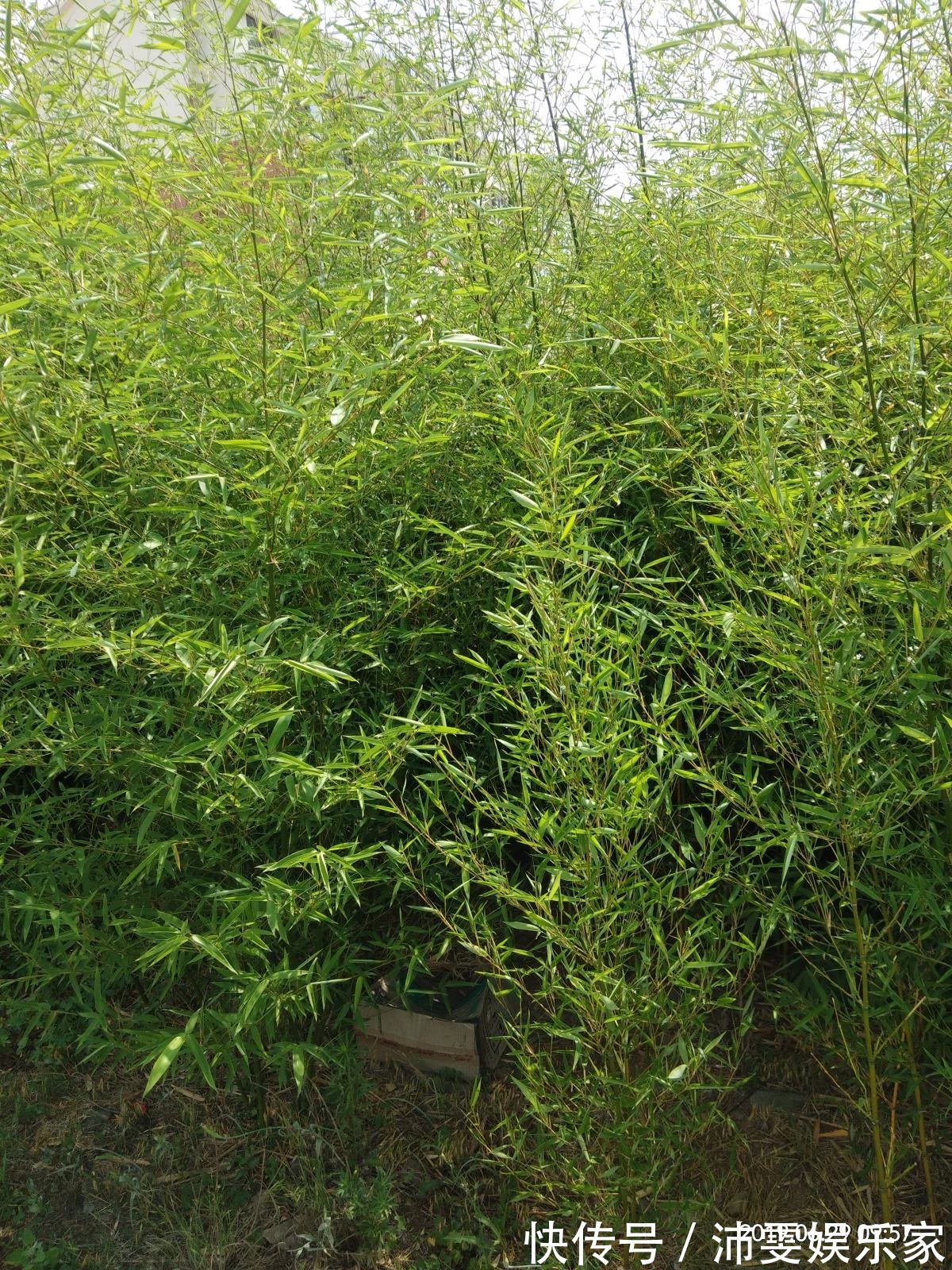 榕树|5种树,种在院子里寓意好,家里养一棵吉祥如意