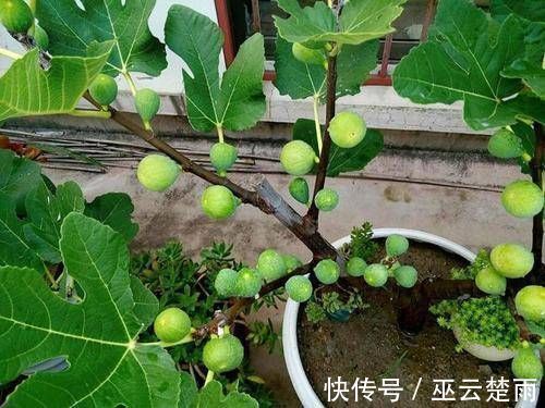 蓝莓|阳台再小,也要养4种果树,植株矮小,结果颇多,还能当盆栽欣赏