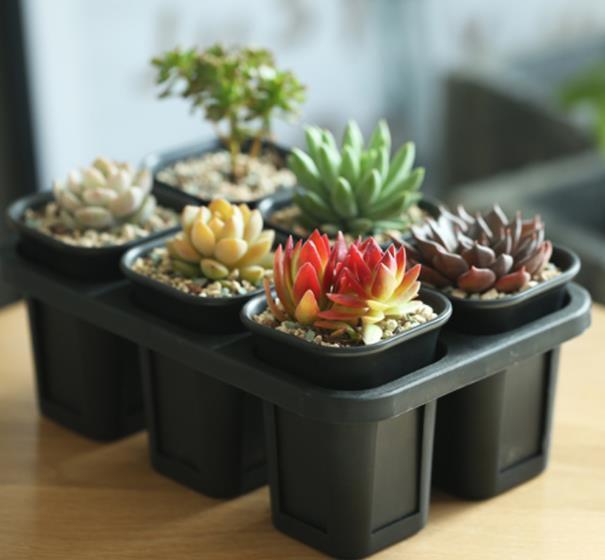 3种养多肉的小物品,老手都淘汰了,新手还争着买,都是智商税