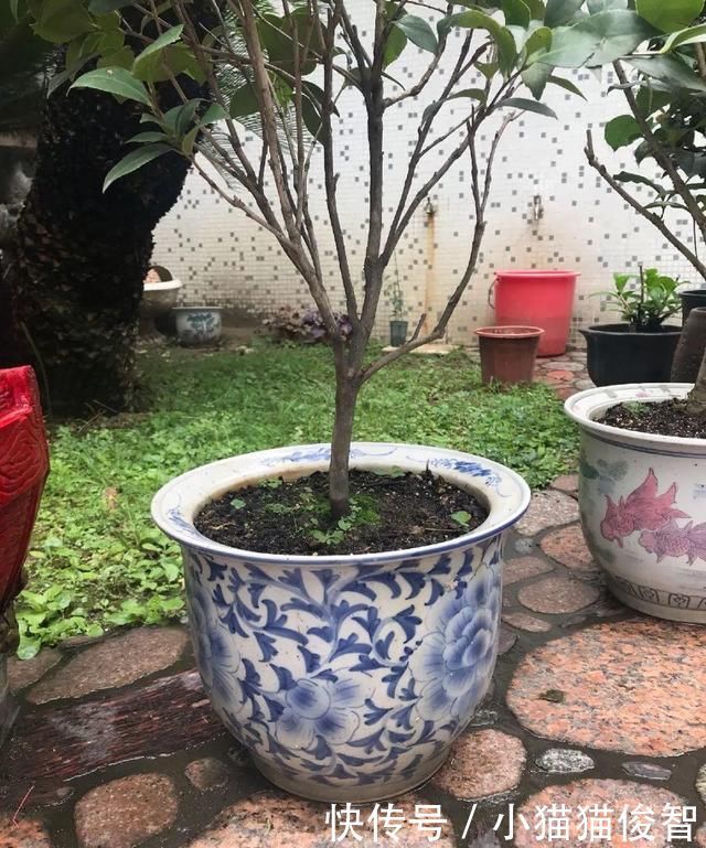 5种花盆养花,怪不得都死了,全是样子货