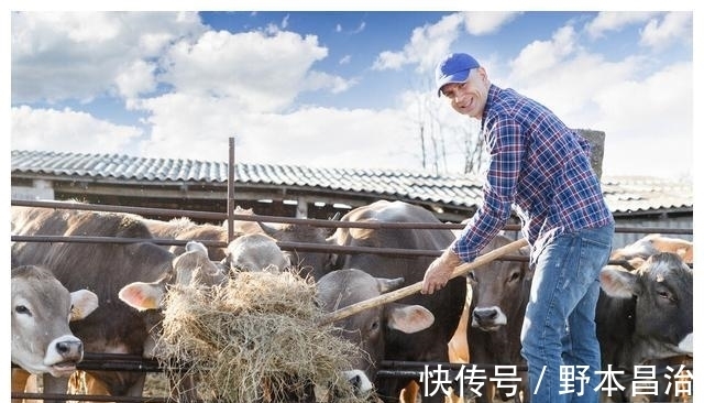 养殖户|怎么判断母牛发情?怎么知道母牛是否排卵?以下牛繁殖技术请收藏