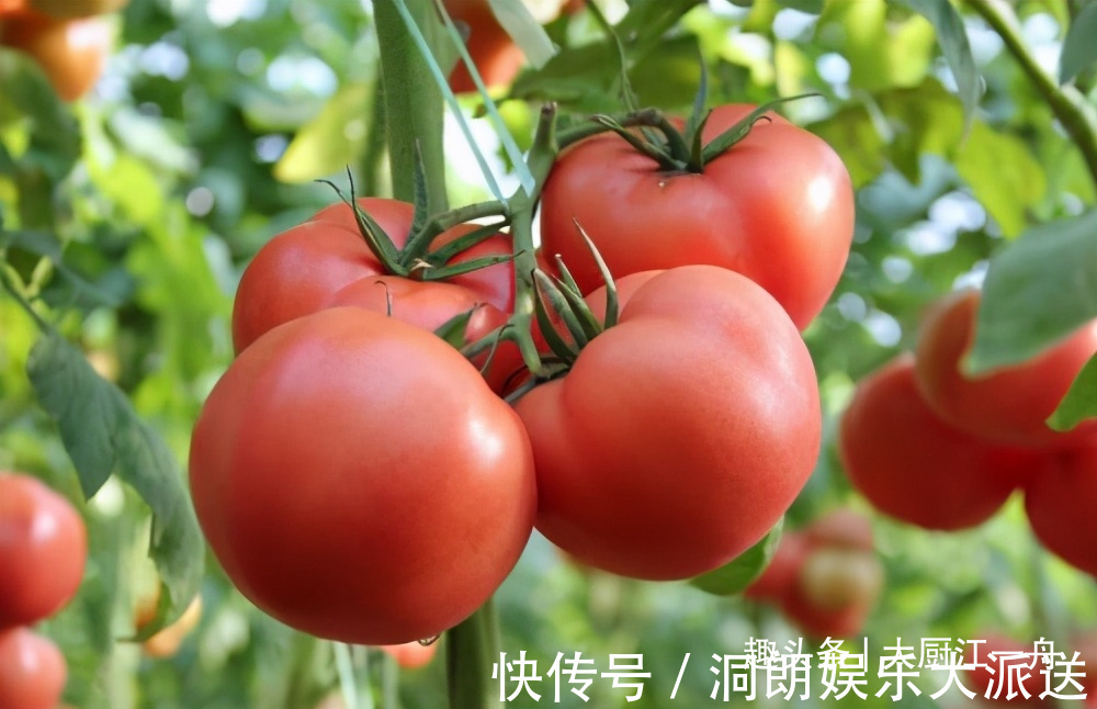 买西红柿时，选5片叶还是6片叶老菜农别再买错了，难吃还费钱