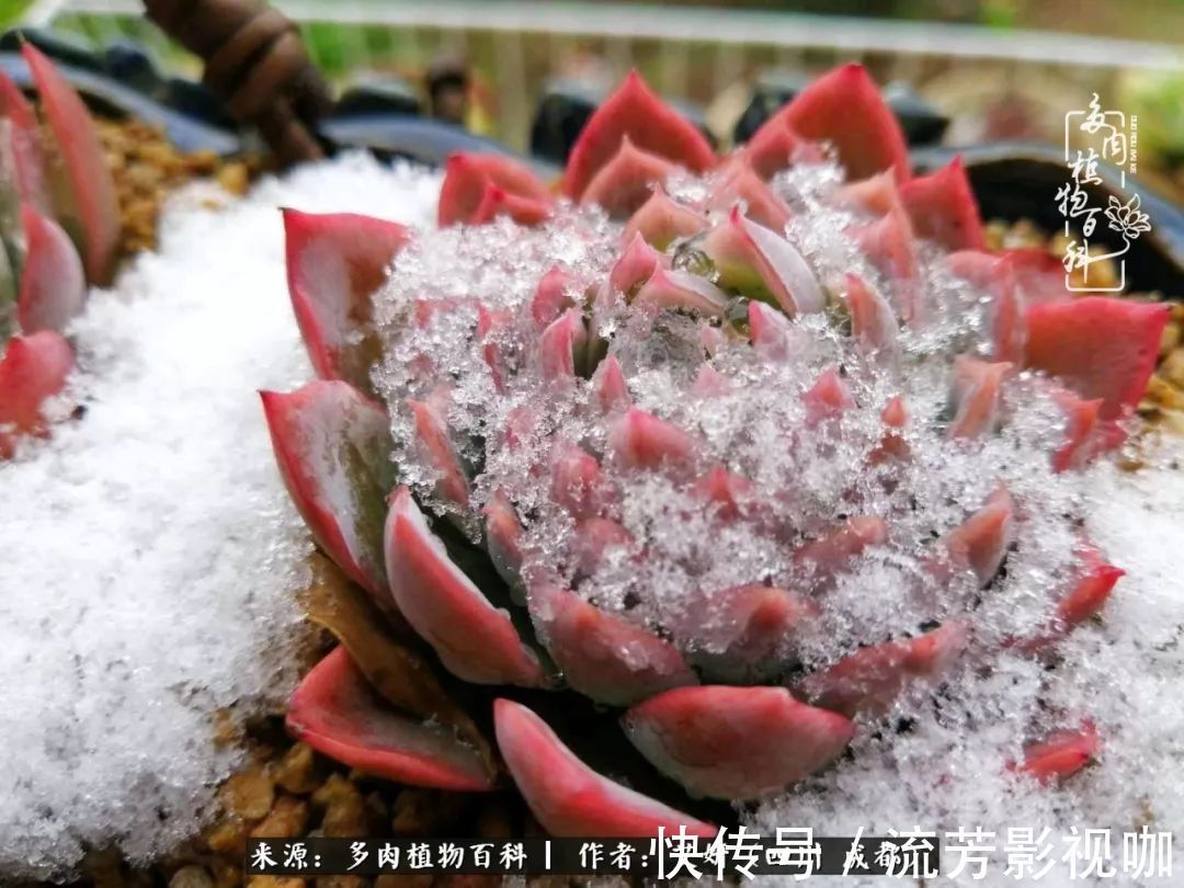 多肉|人生有时候就像多肉,不是不出彩,只是经历的时光还不够!