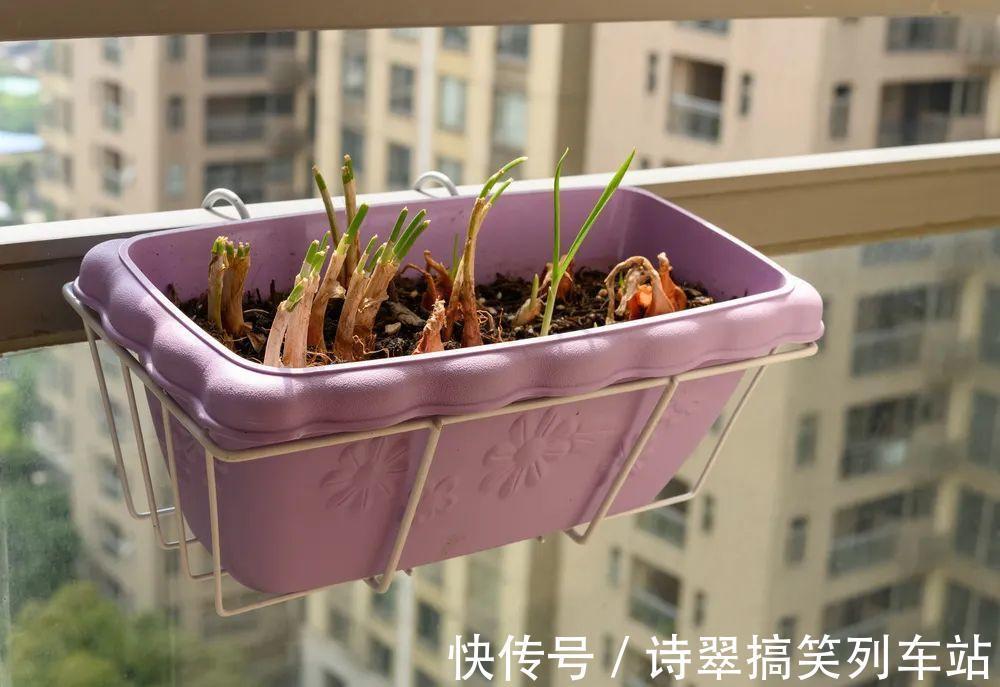 阳台党的烦恼,没有院子,只能挖空心思养花