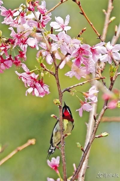 山坡|百花齐放春意闹