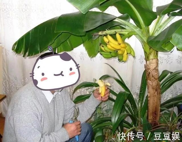 能盆栽的迷你香蕉树,比绿萝还耐阴的花,叶子亮得像打蜡!
