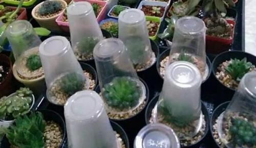 塑料杯子没用？给多肉植物扣一个，叶子马上变圆润又水灵