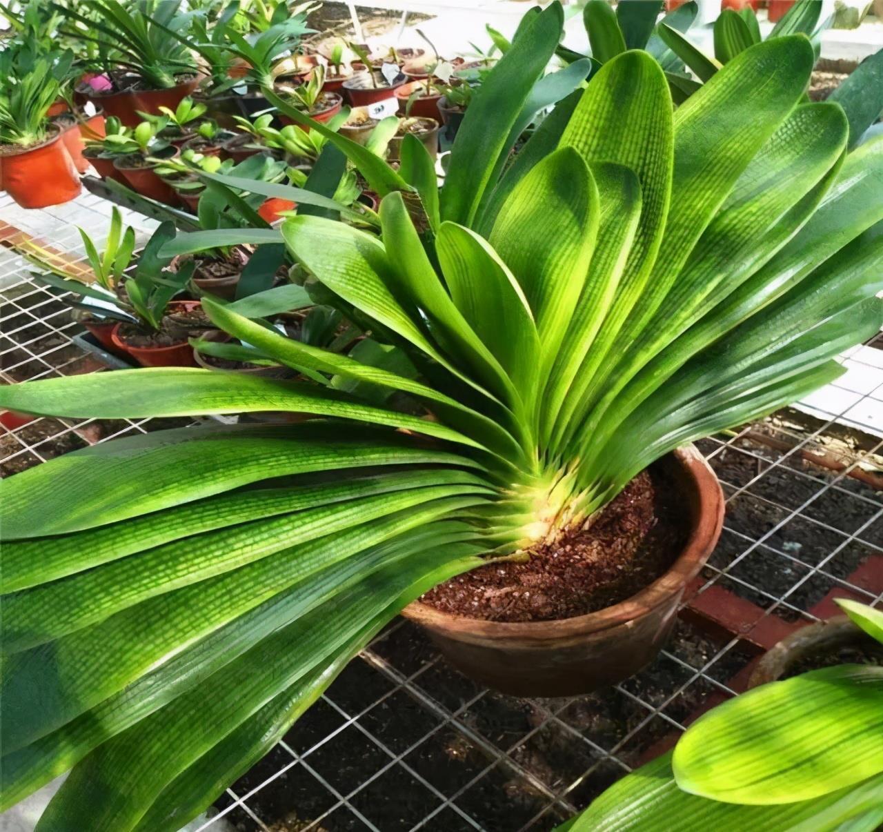 春天|夏天6种花,就是怕太阳,一晒就黄叶,修复不了,太难看