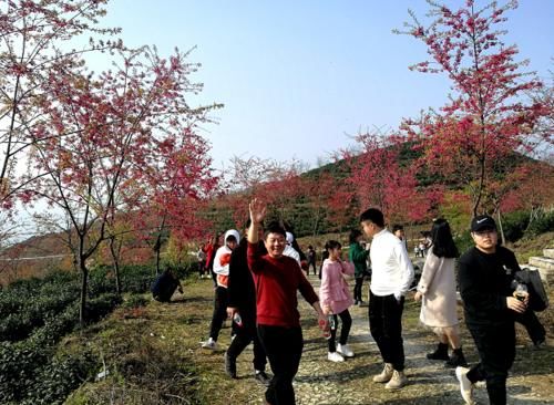 蔡家猫山樱博园：8000株樱花盛开 樱红茶绿景色美