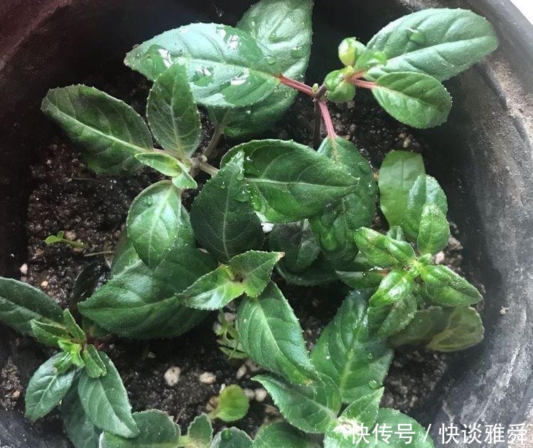 四季|阳台上养盆它,喜庆又漂亮,一棵扦插十棵,四季都开花