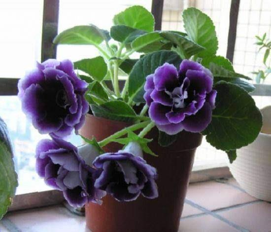 冬天养花:浇水有技巧,掌握4个要点,不黄叶不烂根,啥花都能活