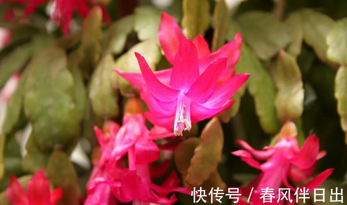 适合秋季养的10种花，代表冬天还能做年宵花，养在家里红火喜庆