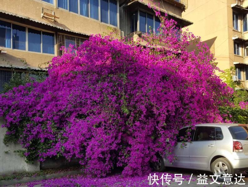 盆栽|家庭养三角梅，不达到这4个条件，盆栽很难四季开花