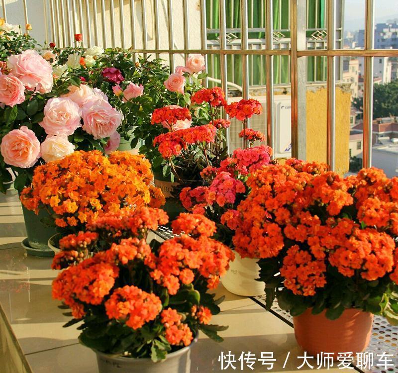 公认的6种吉祥花，株型奇特寓意好，还能吸废气，大人孩子都喜欢