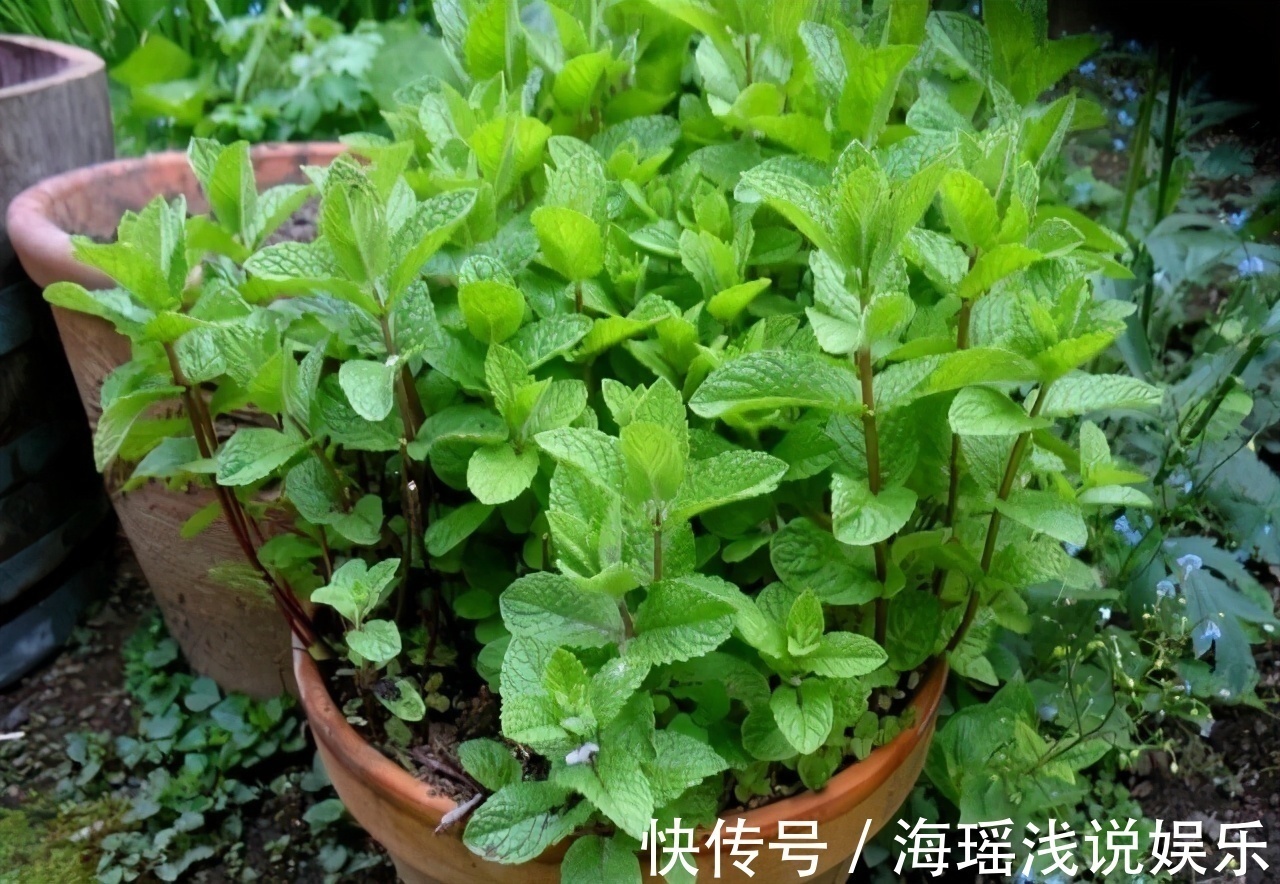 邻居的院子夏日几乎没“蚊虫”,原来是因为养了3种花,我也要养