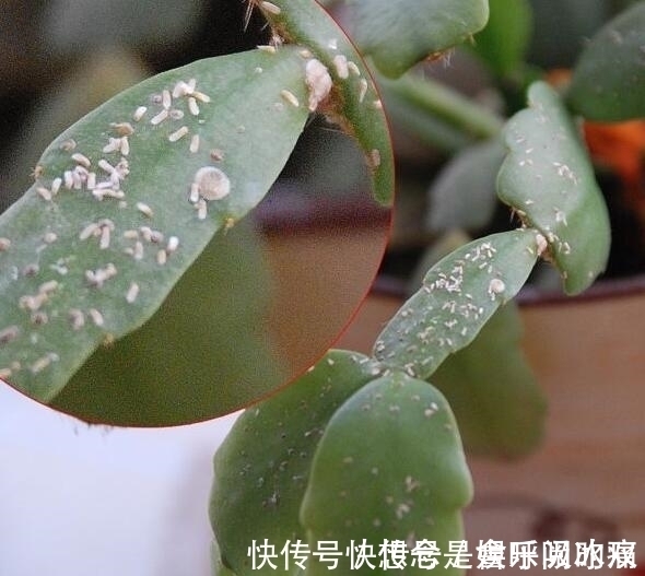 蟹爪兰得白斑病怎么办？教你“4法”轻松解决，提早预防是关键