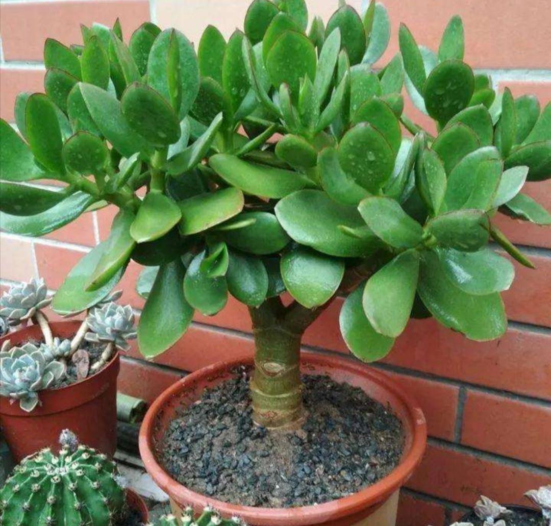 玉树修剪“3个重点”,养成百年大老树,全靠这一剪,越剪越值钱