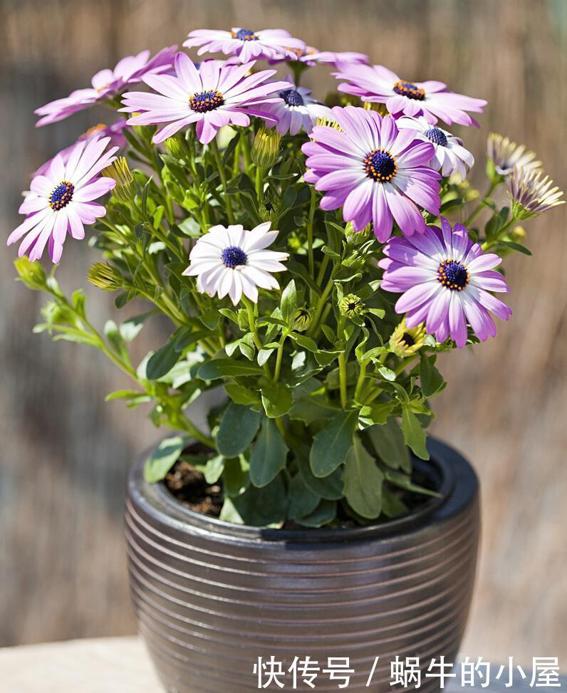 春天买花有口诀,记住“4要4不要”,花对钱才能买“好”花