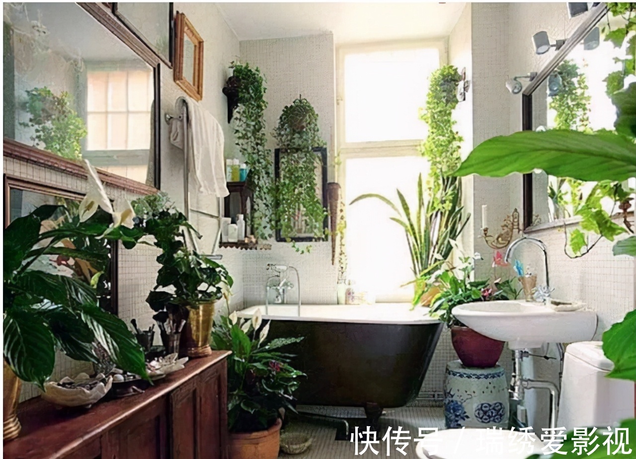 厕所再小，也要养盆吸味花，清除臭味、异味效果好